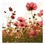 servetele-de-masa-actuel-cu-3-straturi-20-bucati-33x33cm-summer-poppy-3665257251321_1_1000x1000.jpg