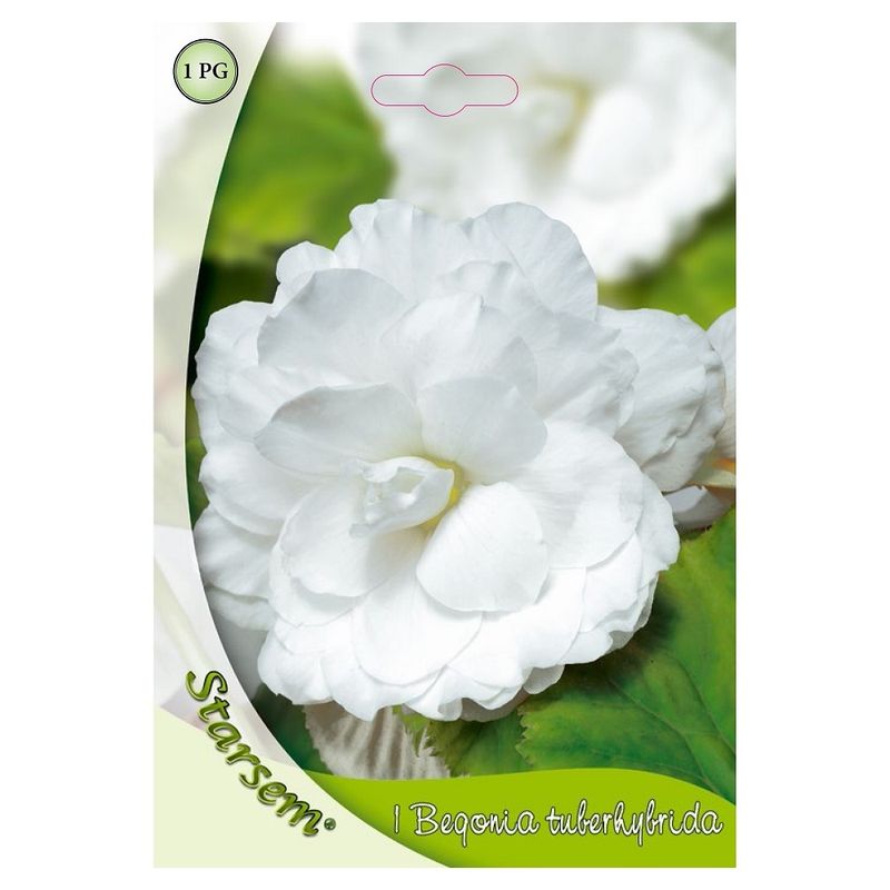 bulbi-begonia-alb-8955111997470.jpg