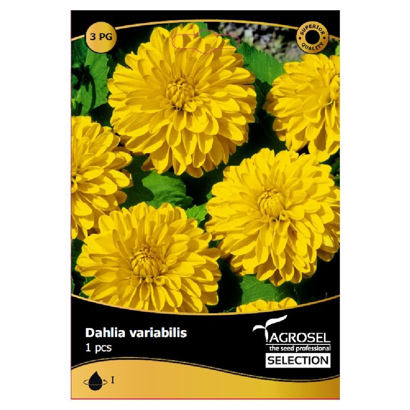 bulbi-dalia-cezanne-8955120910366.jpg
