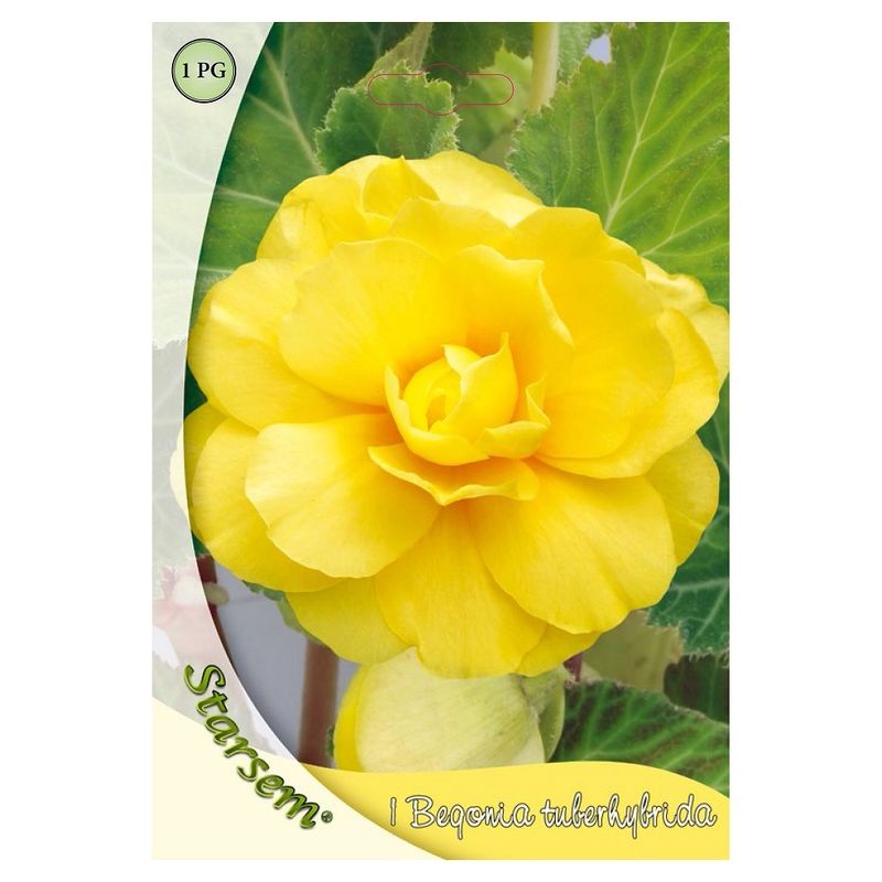 bulbi-begonia-galben-8955110686750.jpg