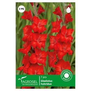 Bulbi Gladiole Rosu