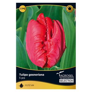 Lalea Giant Parrot