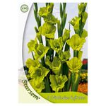 gladiole-verde-8955111211038.jpg