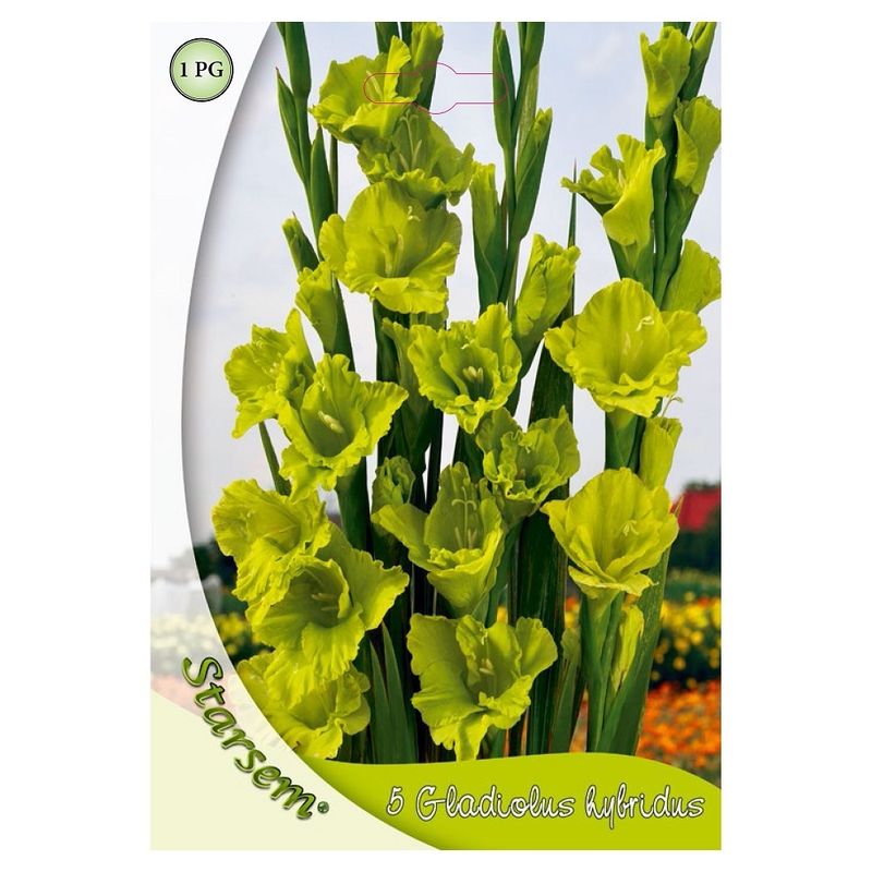gladiole-verde-8955111211038.jpg