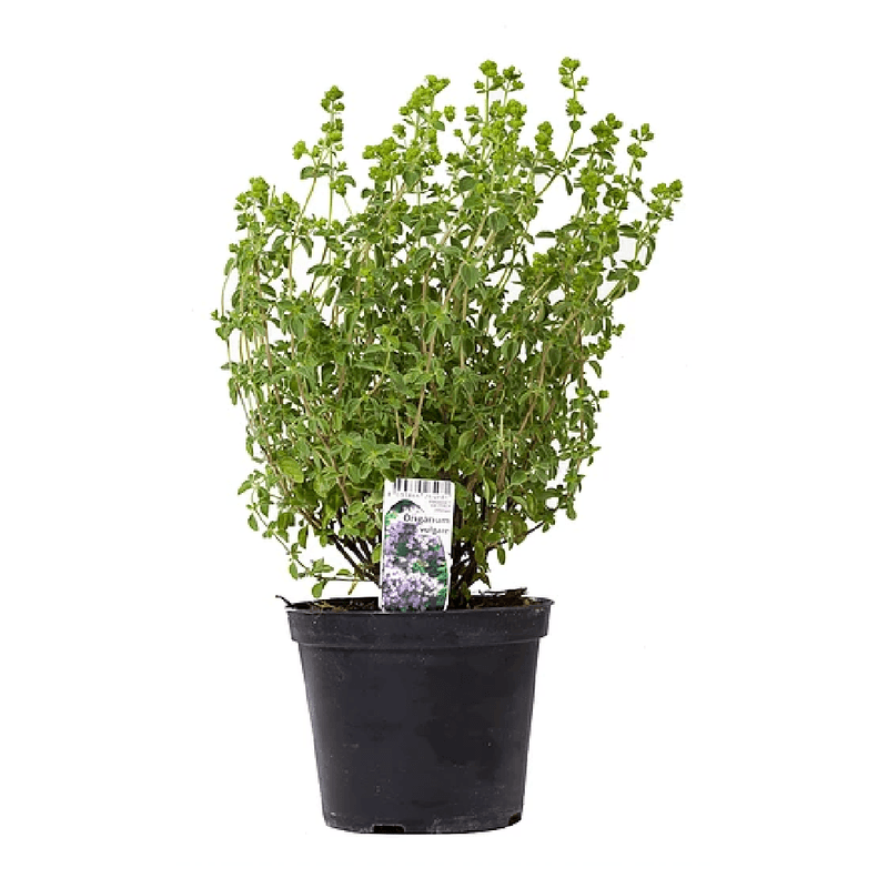 oregano-evc-in-ghiveci-8904072495134.png