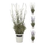 planta-artificiala-in-ghiveci-lavanda-46x15x15cm-multicolor-8720573124256_1_1000x1000.jpg