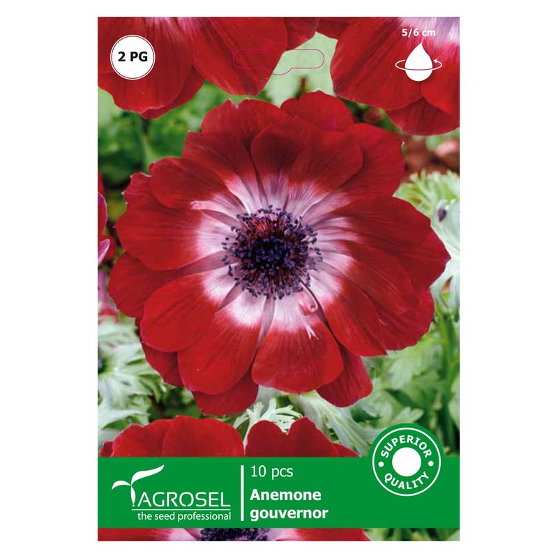 anemone-gouvernor-8914734252062.jpg