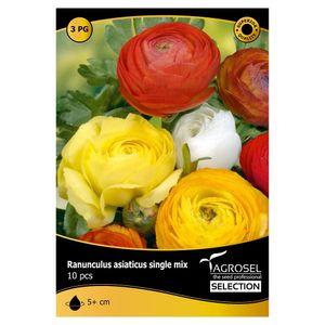 Ranunculus Single Mix