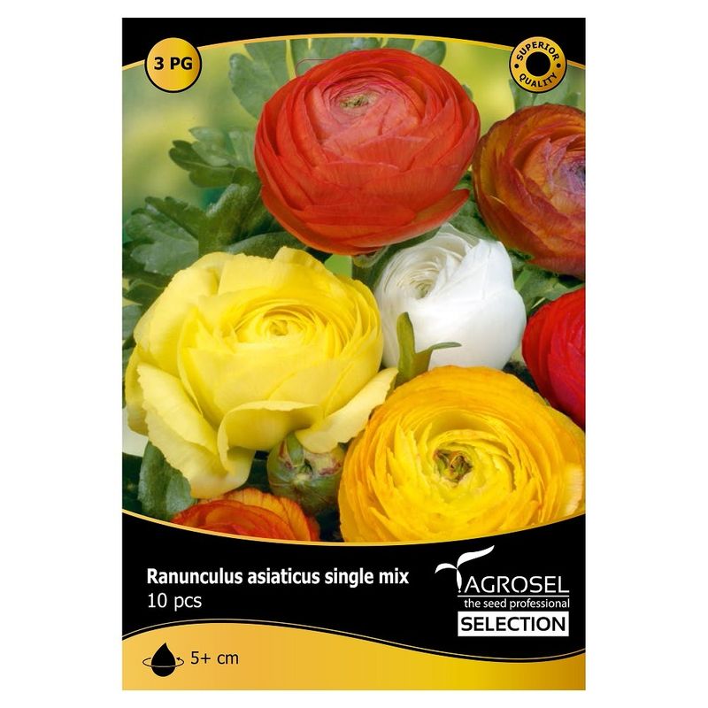 ranunculus-single-mix-8955112259614.jpg