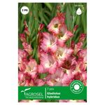 gladiole-bicolor-cheops-bulbi-8955119337502.jpg