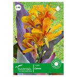 canna-bicolor-cleopatra-8955116716062.jpg