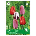 lalea-single-triumph-mix-8914731368478.jpg