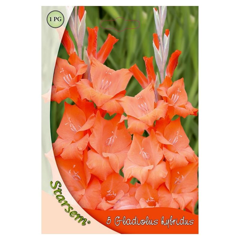 gladiole-orange-8955114618910.jpg