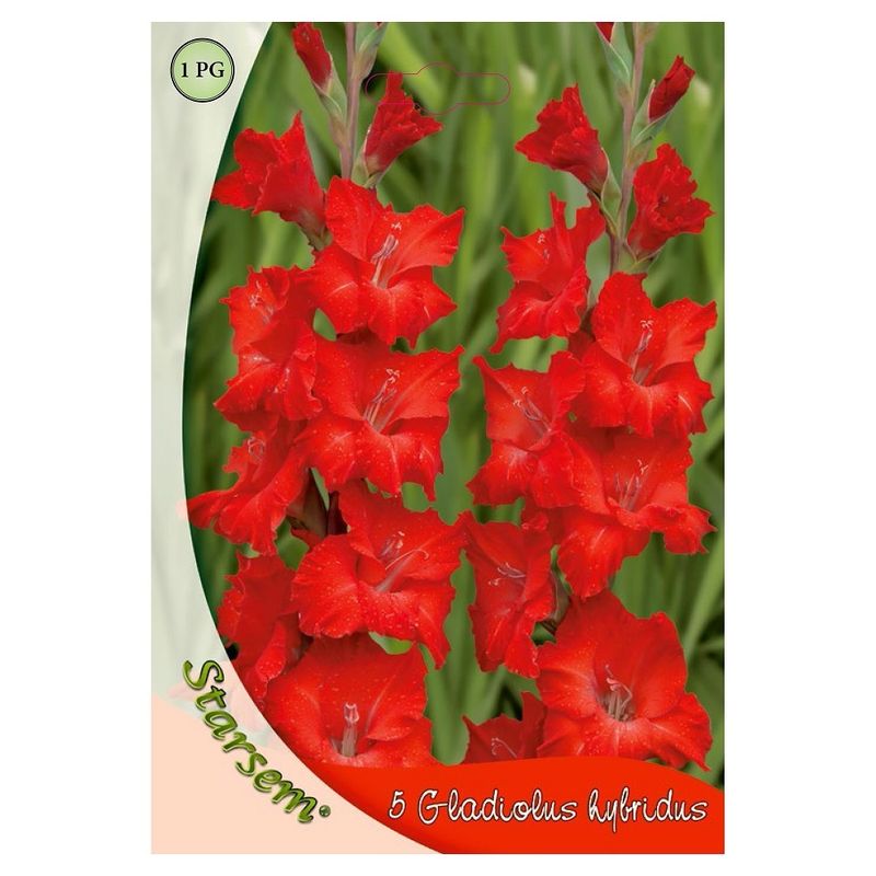 gladiole-red-8955110948894.jpg
