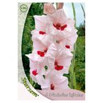gladiole-bicolor-wine-and-roses-8955116191774.jpg