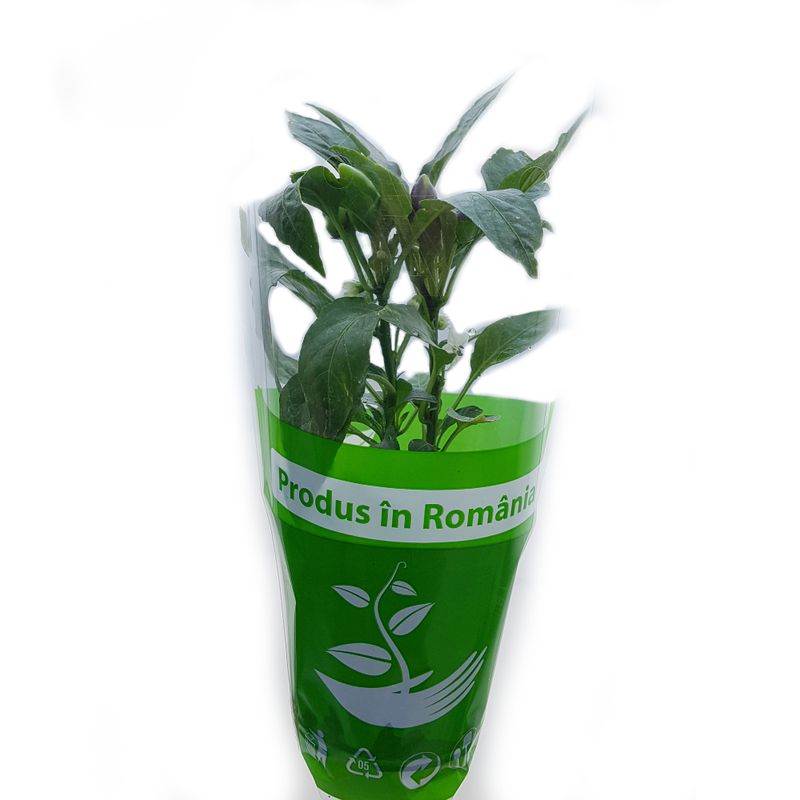 ardei-chilli-evc-in-ghiveci-8904073019422.jpg
