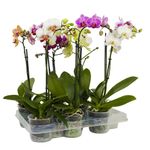 planta-phalaenopsis-1stem-12cm-h50-8950605512734.jpg