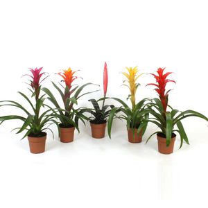 Mix Bromelia 12 x 50 cm