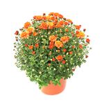 planta-decorativa-de-exterior-crizantema-8862214619166.jpg