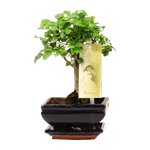 bonsai-mix-12-cm-8997543378974.png