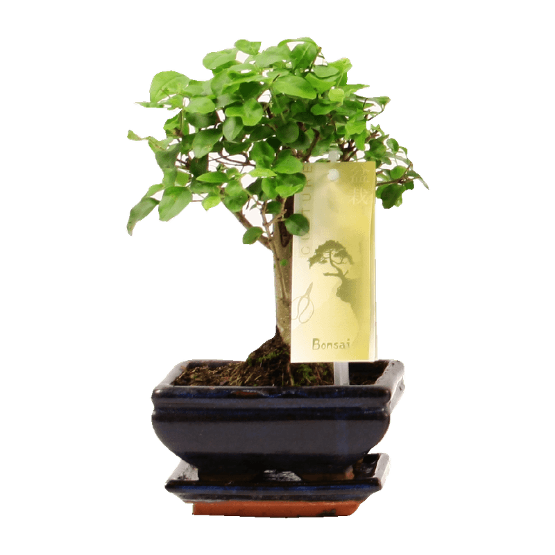 bonsai-mix-12-cm-8997543378974.png