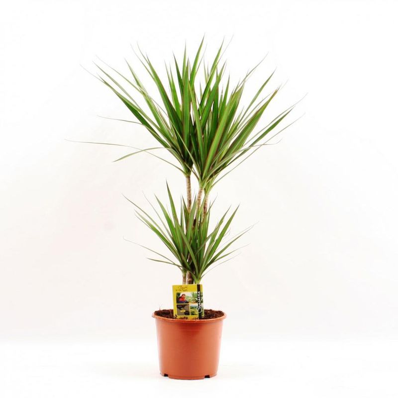 dracaena-marginata-17-cm-8997541543966.jpg