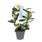 stephanotis-floribunda-12-cm-8997547180062.png