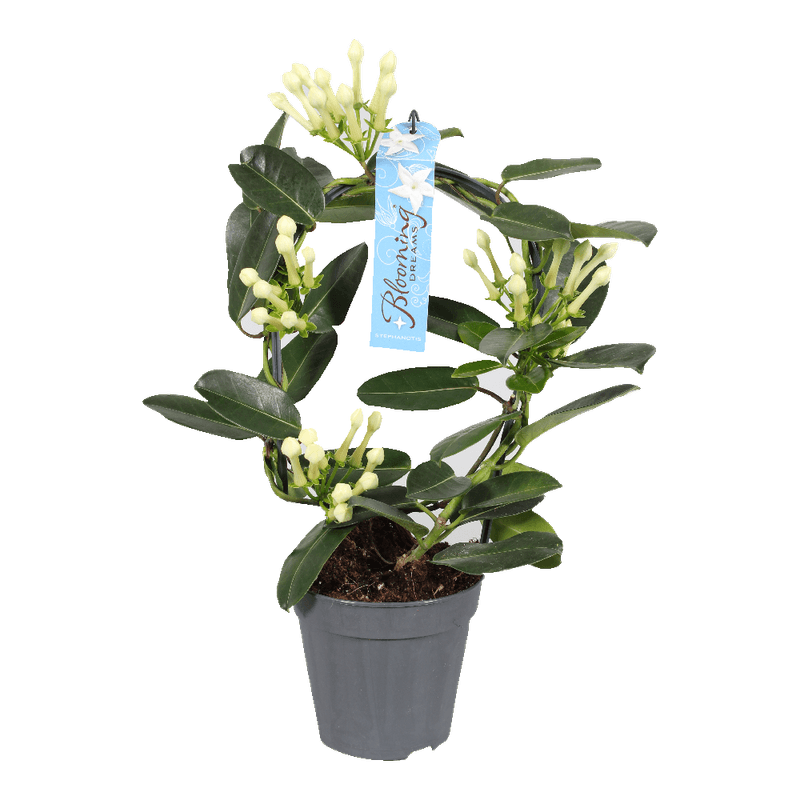stephanotis-floribunda-12-cm-8997547180062.png