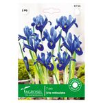 iris-reticulata-8914736349214.jpg