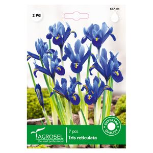 Iris Reticulata