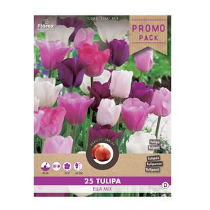 Tulip Pink Fantasy