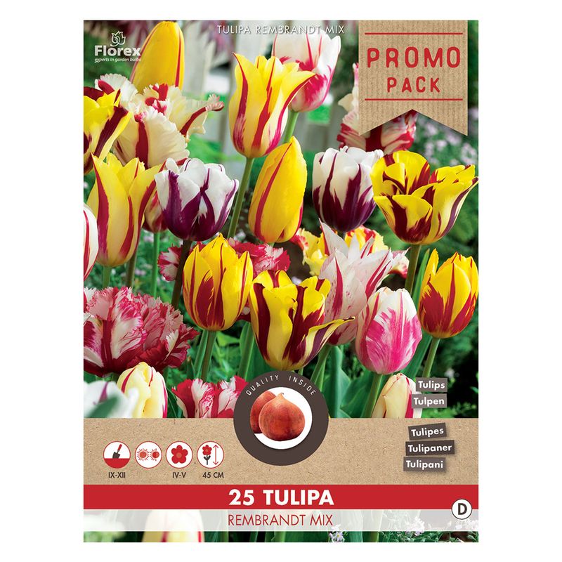 tulip-rembrandt-mix-8914743558174.jpg