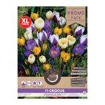 crocus-botanical-mixed-8914743820318.jpg