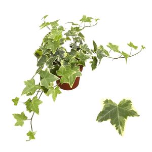 Planta decorativa de exterior sau interior Hedera helix gold child