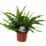 planta-decorativa-de-interior-nephrolepis-green-lady-8862208229406.jpg