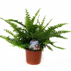 Planta decorativa de interior Nephrolepis green lady