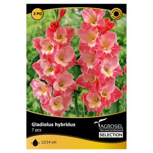 Gladioulus Gerona