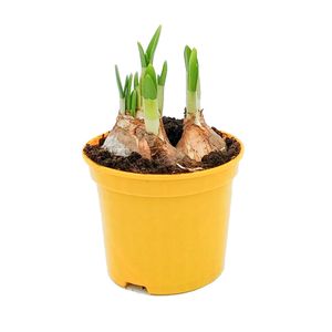 Narcissus hybrida 3 bulbi