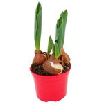 tulipa-hybrida-3-bulbi-8954595246110.jpg
