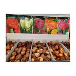 bulbi-de-lalele-florex-00384g-multicolor-8714999102998_1_1000x1000.jpg