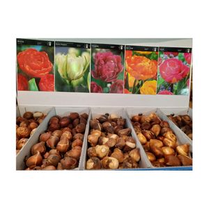Bulbi de Lalele Florex, 0.0384g, Multicolor