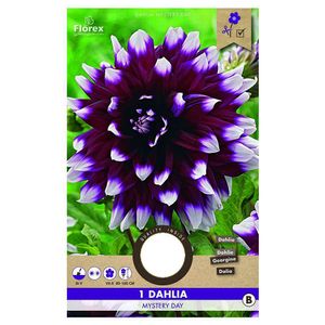 Bulbi de dalie decorativa