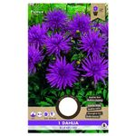 bulbi-de-dalie-medie-tip-cactus-8954518896670.jpg