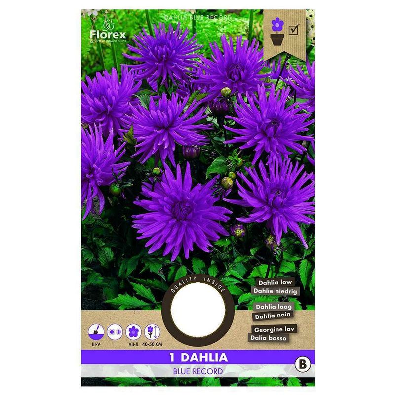 bulbi-de-dalie-medie-tip-cactus-8954518896670.jpg