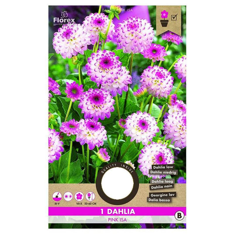 bulbi-de-dalie-medie-8954517061662.jpg