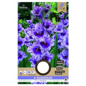 Bulbi de gladiole 12-14 cm