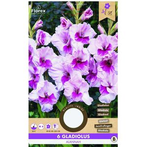 Bulbi de gladiole 12-14 cm