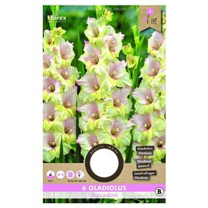 Bulbi de gladiole 12-14 cm mon amour