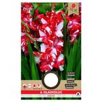 bulbi-de-gladiole-bicolore-8954520862750.jpg