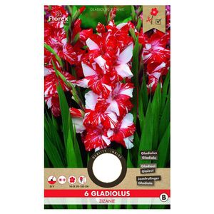 Bulbi de gladiole bicolore